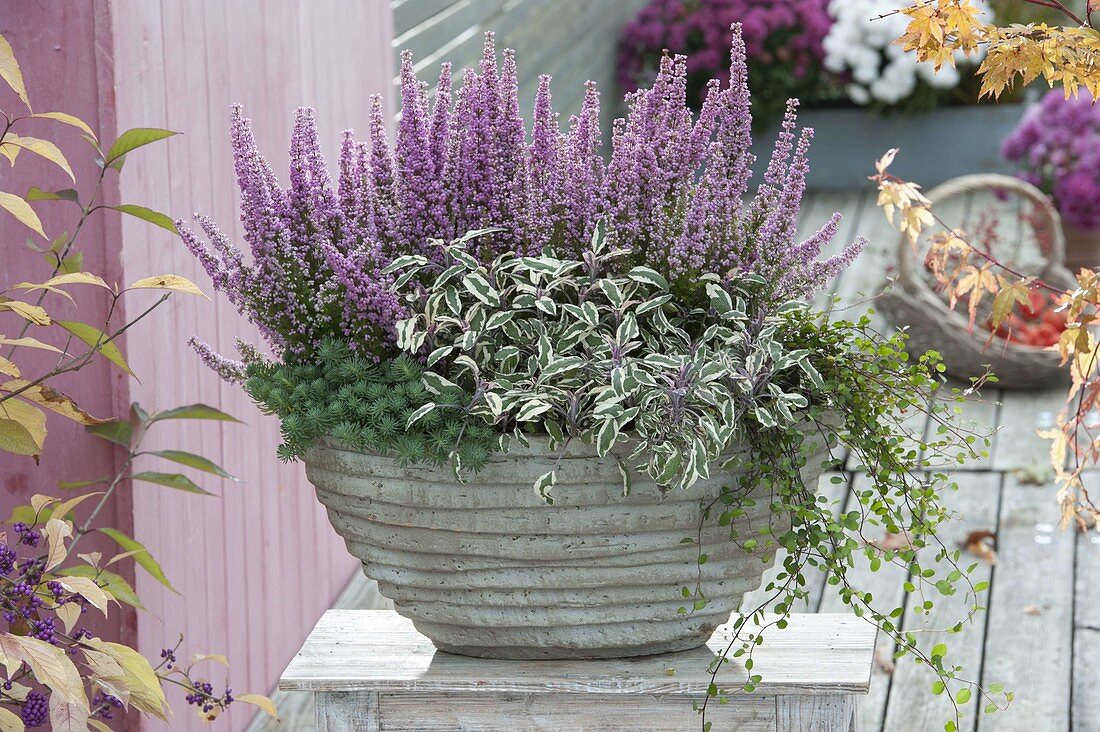 Gray bowl with Erica gracilis (pottery), sage 'Tricolor'
