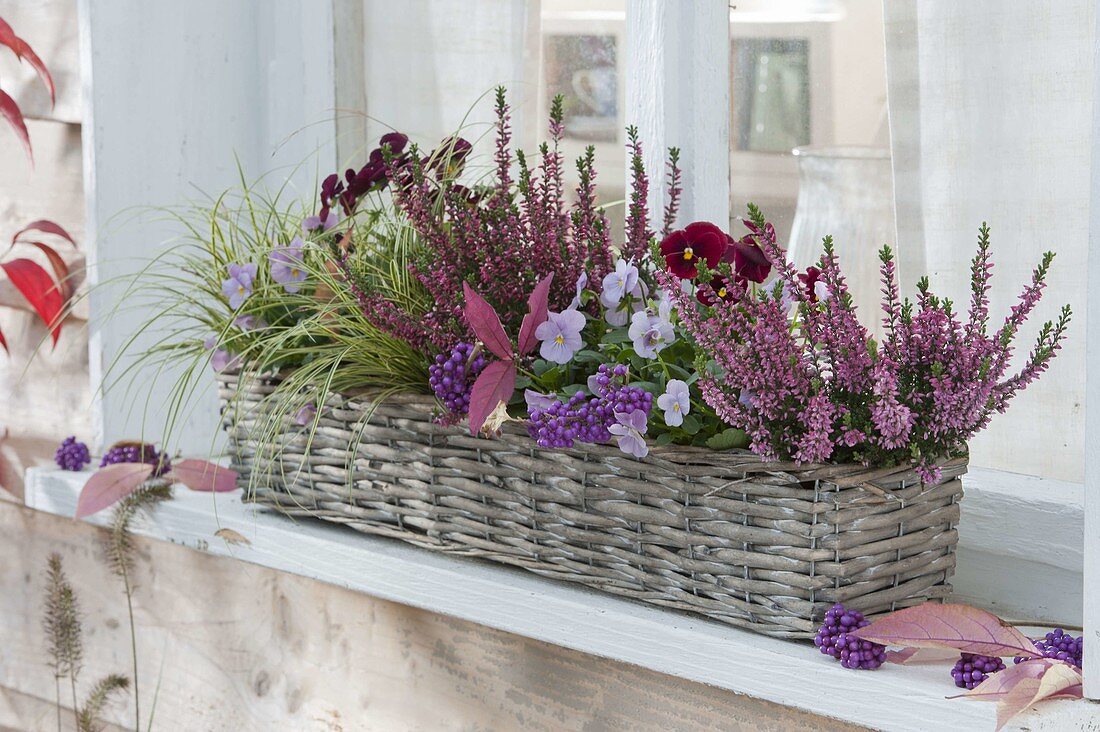 Basket on the windowsill-Calluna Garden Girls 'Lena' 'Nora'