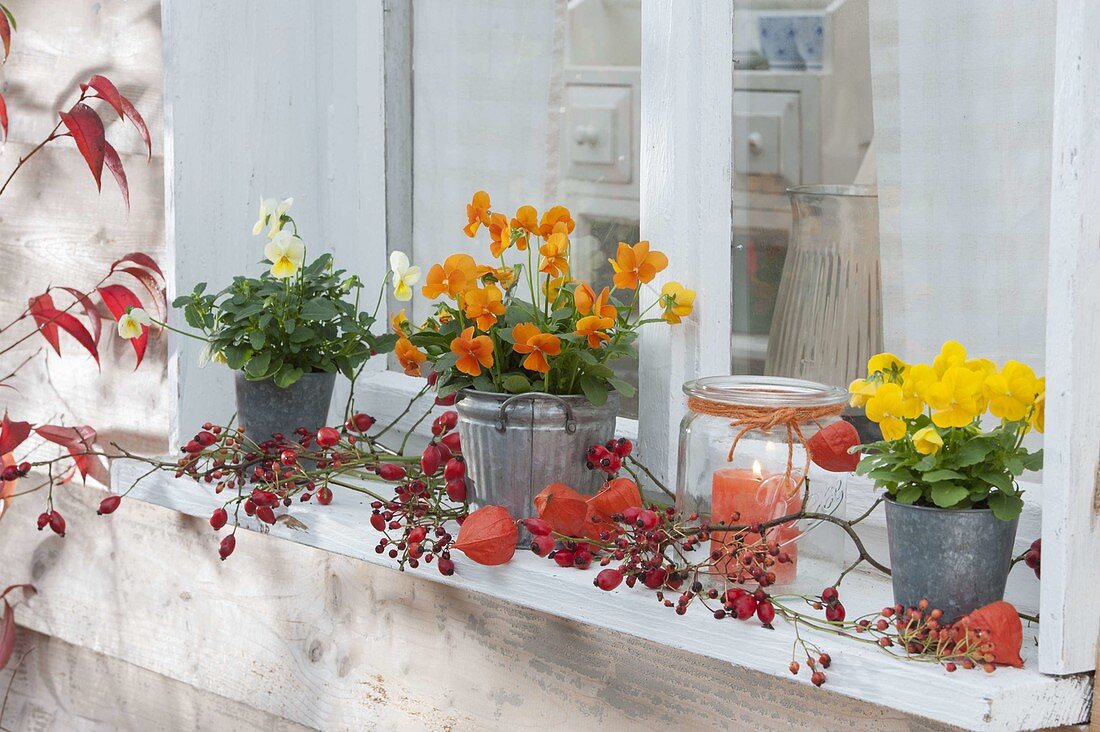 Autumnally decorated windowsill viola cornuta, rose