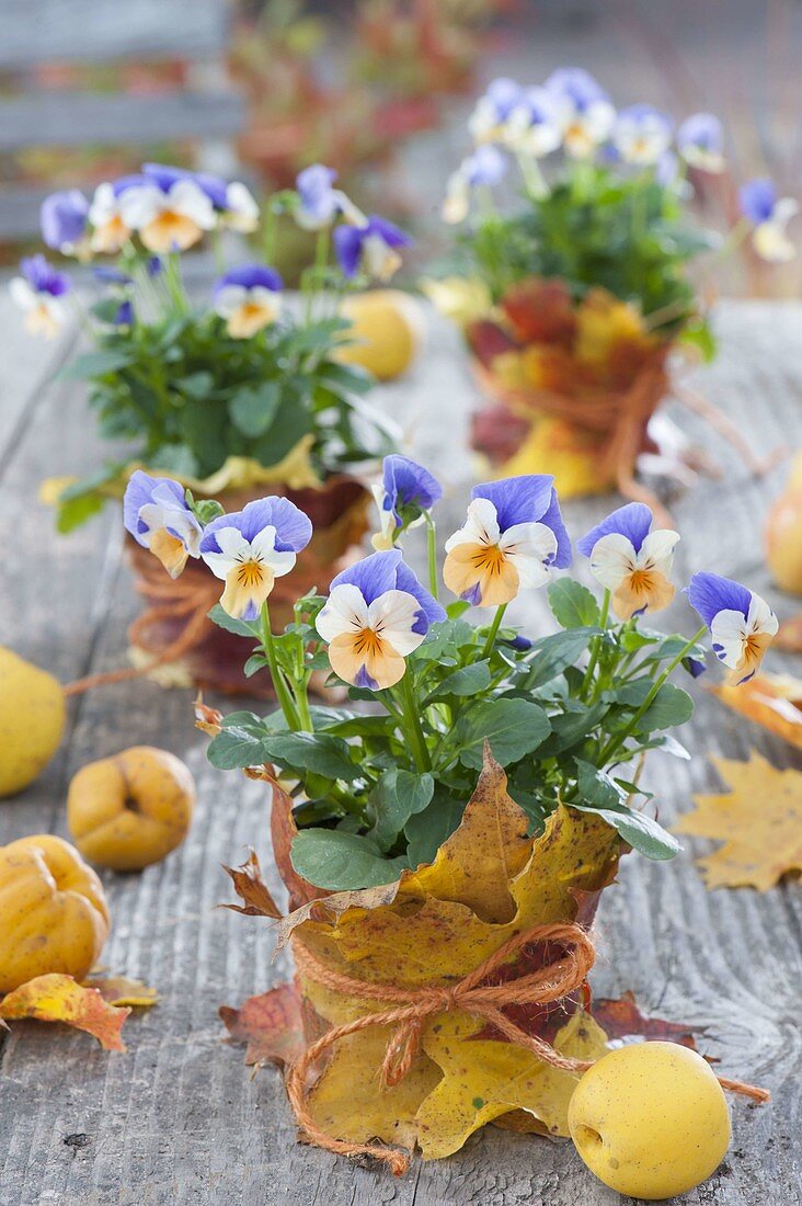 Viola cornuta penny 'Peach Jump Up' with autumn leaves