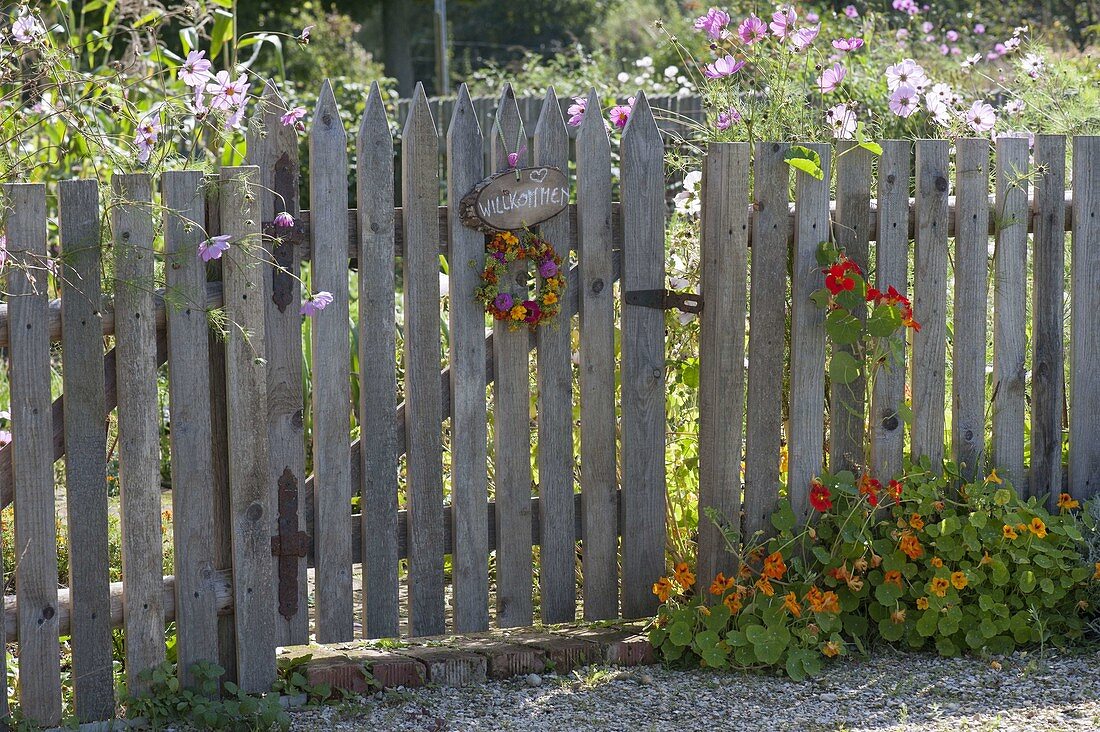 Mann baut Holz-Zaun mit Tor für Biogarten