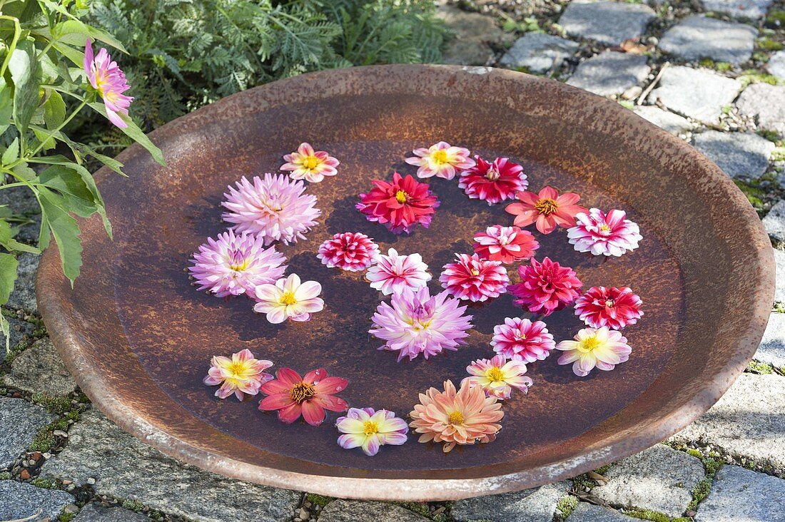 Blüten von Dahlia (Dahlien) schwimmen in Keramik-Schale mit Wasser