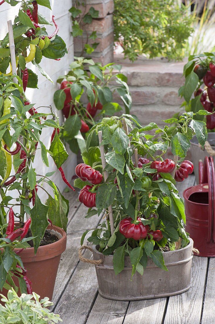 Paprika 'Zsuszanna' and hot peppers (Capsicum annuum)