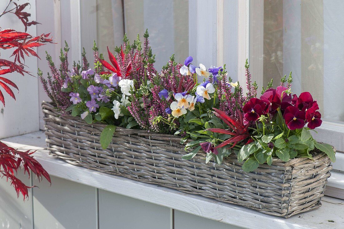 Korbkasten mit Calluna 'Garden Girls' (Knospenbluehender Besenheide)