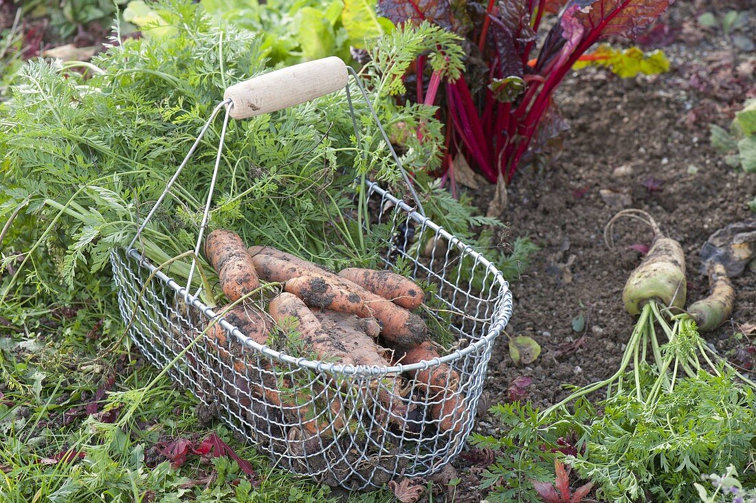 Freshly picked carrots, carrots in wire basket on the vegetable bed edge