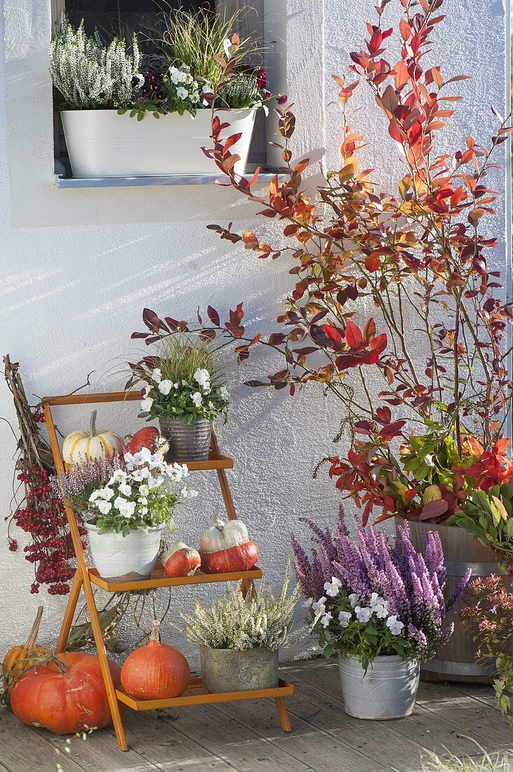 Orange flower staircase with pumpkins and heather