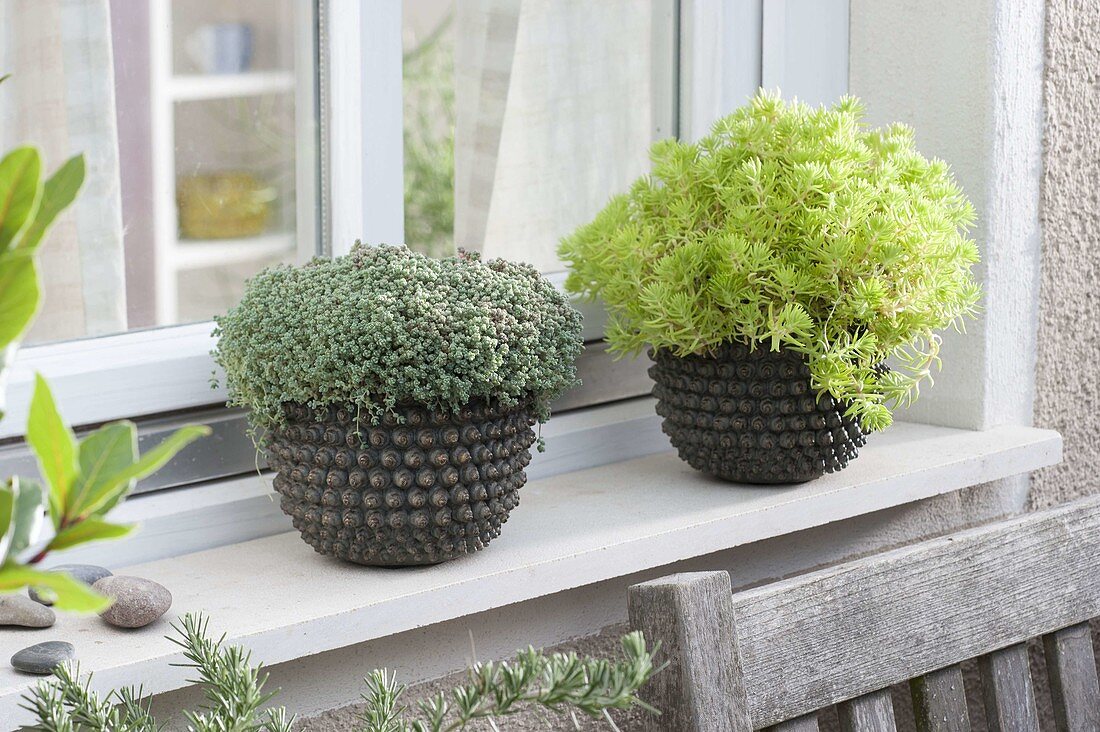 Sedum 'Yellow Bouquet' und dasyphyllum (Fetthenne) in schwarzen Toepfen