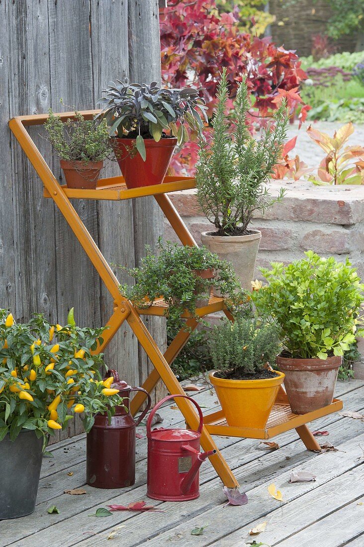 Orange plant stairs with herbs, thyme (thymus), sage
