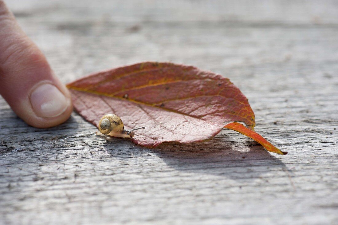 Winzige Häuschenschnecke auf Herbstblatt, Finger zum Groessenvergleich