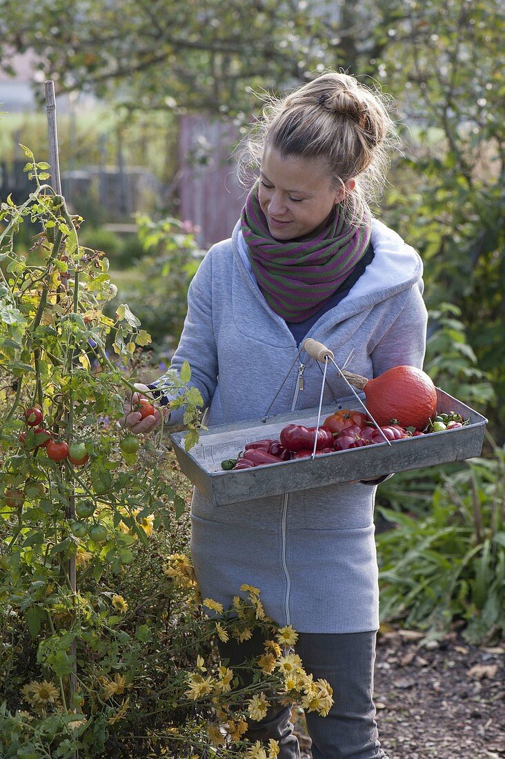 Frau erntet die letzten Fruchtgemuese im Biogarten