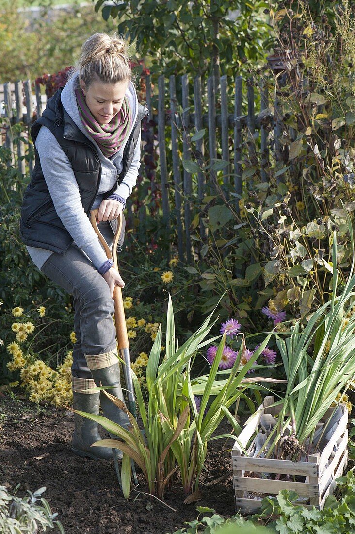 Frau gräbt Gladiolen zum einwintern aus