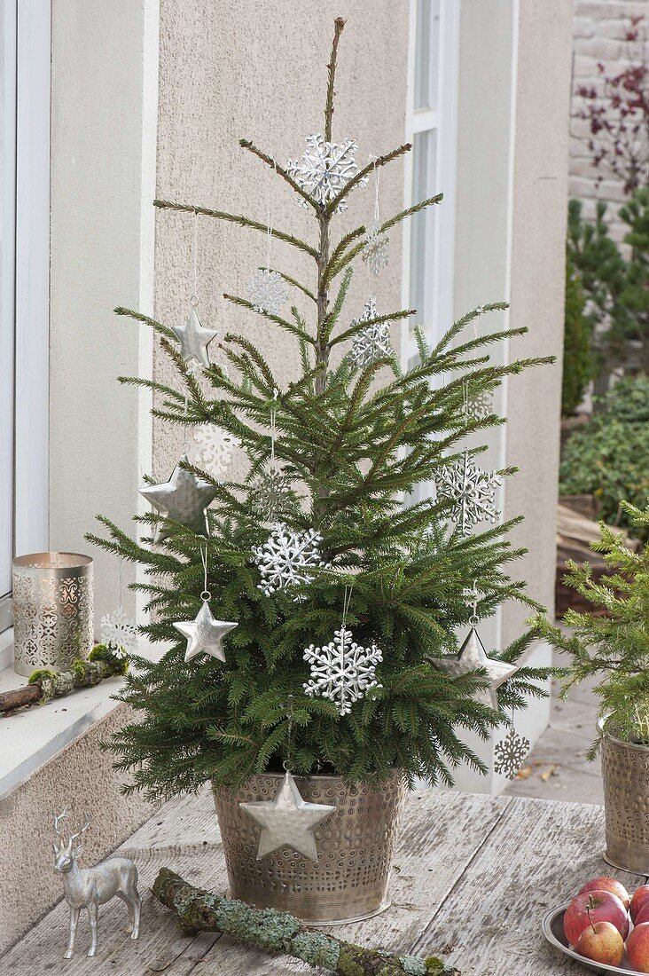 Picea orientalis (oriental spruce) in silver planter