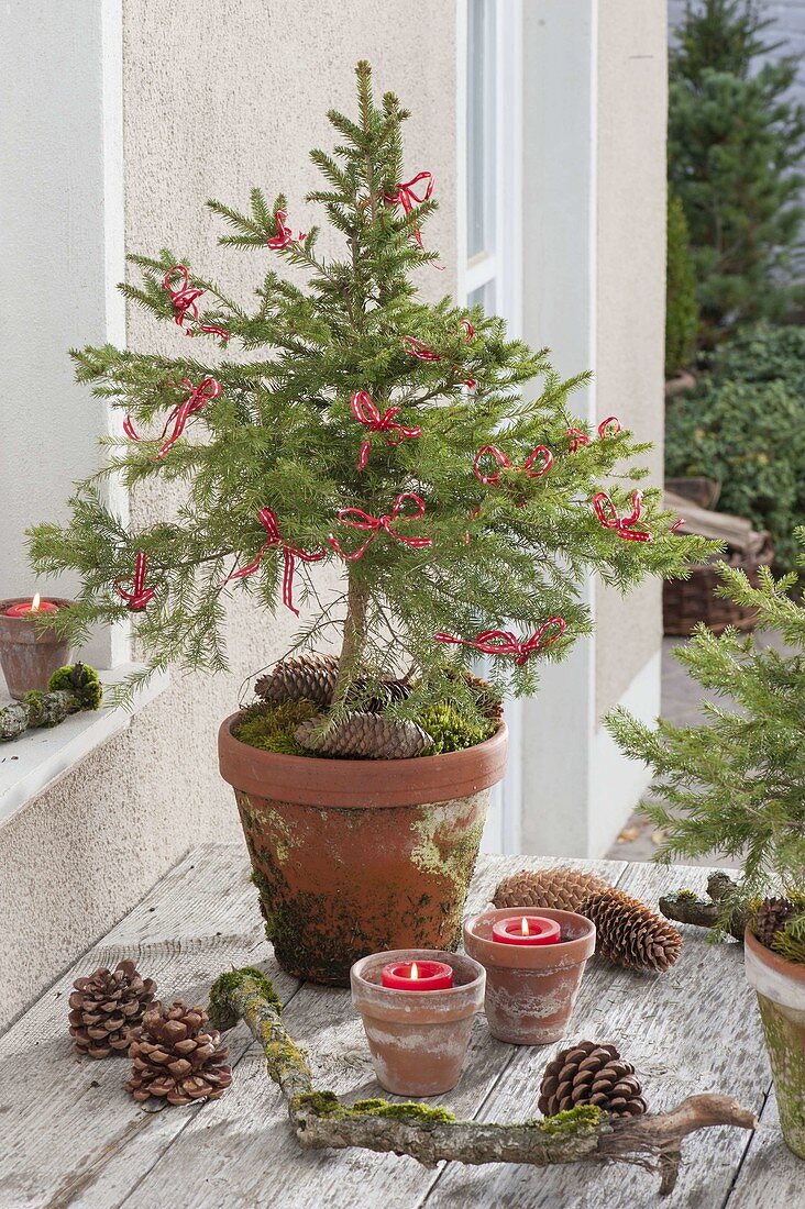 Selbstgezogene Picea abies (Rotfichte) im Tontopf, Kerzen, Zapfen