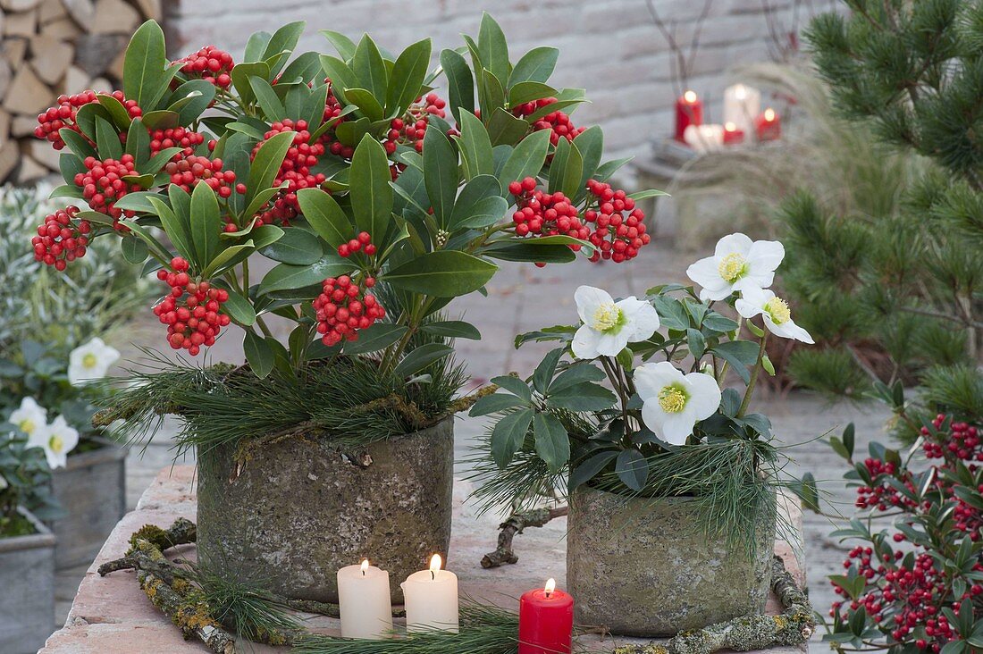 Skimmia japonica 'Temptation' (Fruchtskimmie) und Helleborus (Christrose)