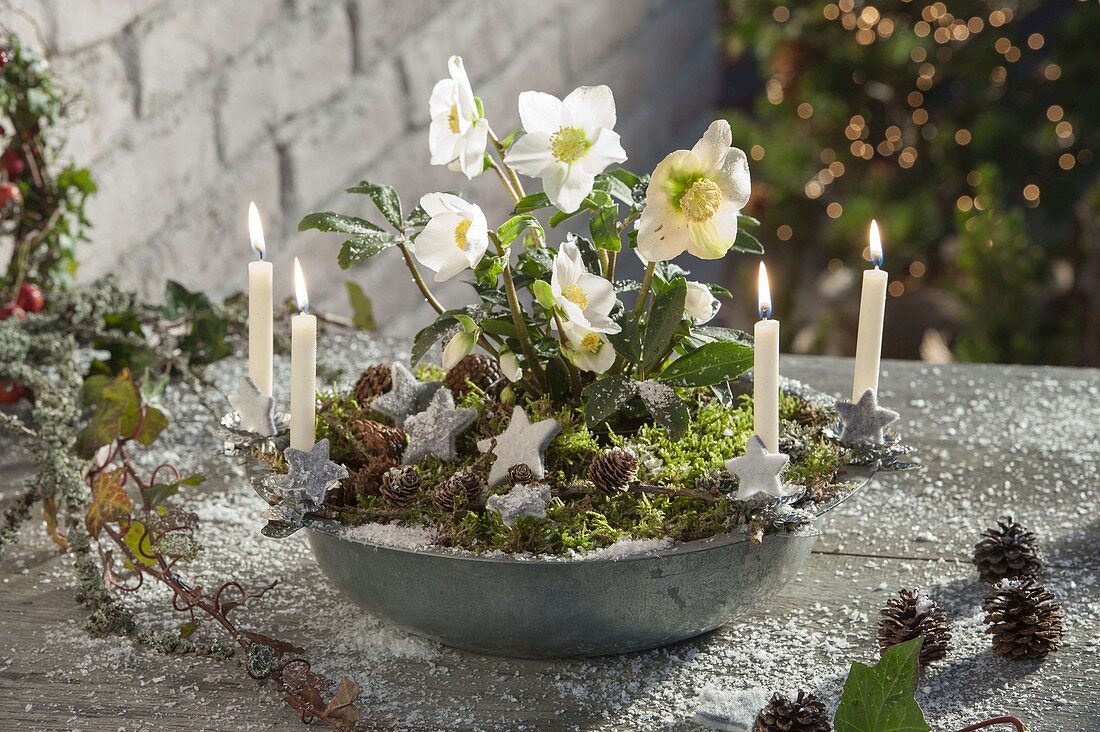 Helleborus niger in metal bowl as Advent wreath
