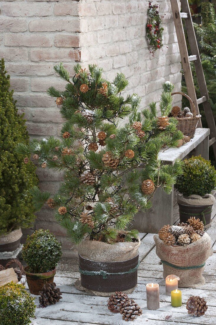 Pinus parviflora 'Negishi' (Blaue Maedchenkiefer) geschmückt mit Zapfen