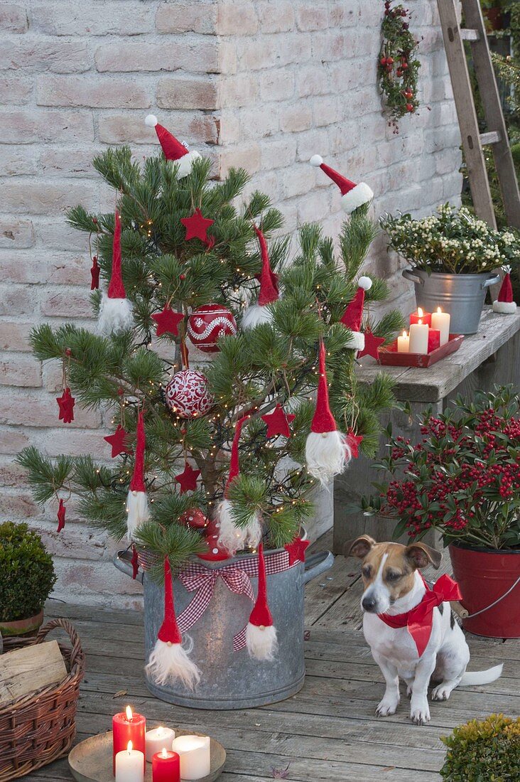 Rot - weiss geschmueckte Kiefer als lebender Weihnachtsbaum