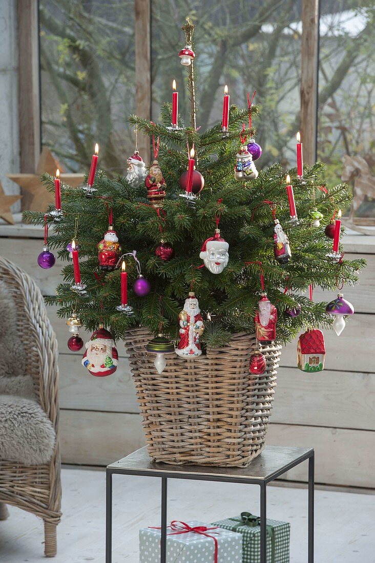 Small Nordmann fir colorfully decorated with balls and Santa Claus