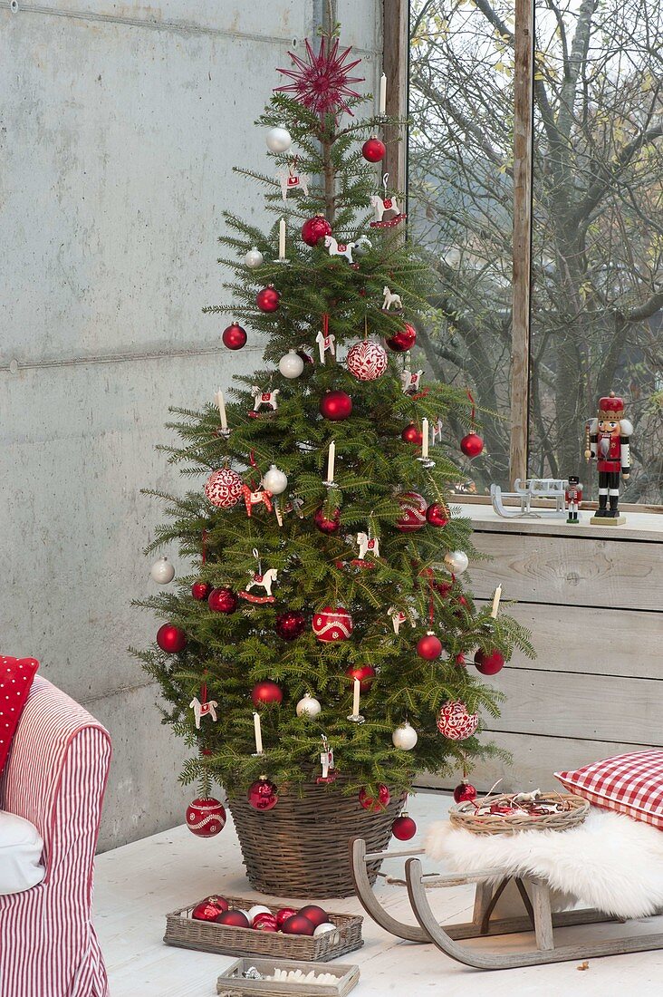 Living Korean fir decorated as a Christmas tree nordic red-white