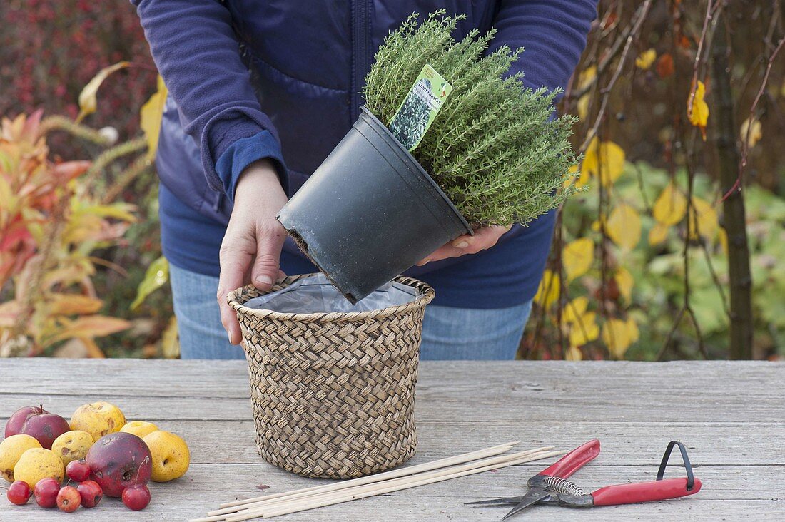 Thymian herbstlich dekoriert mit Früchten