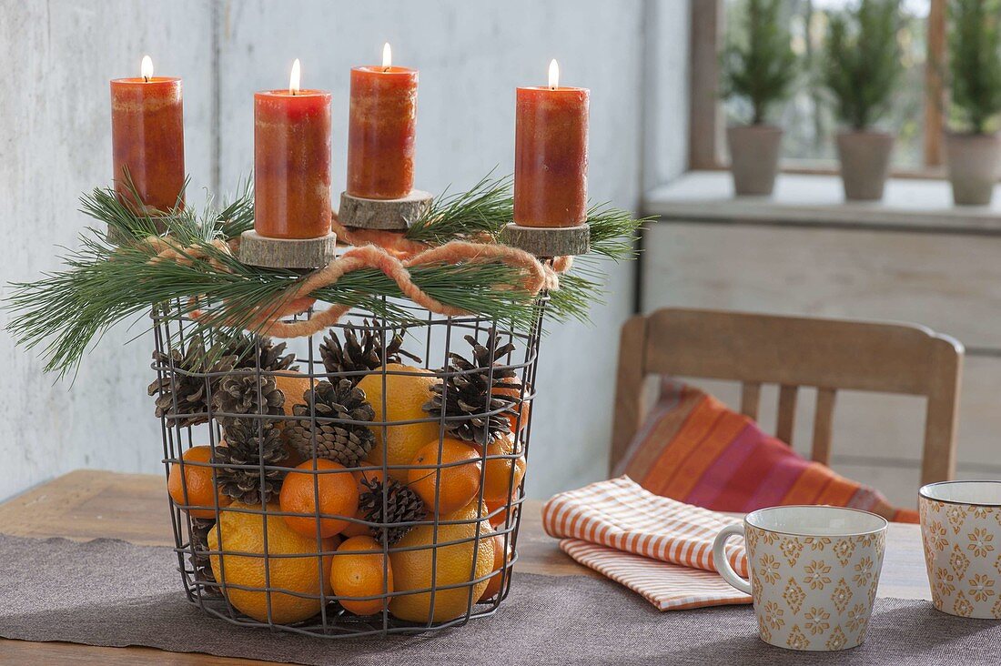 Drahtkorb mit Orangen, Mandarinen (Citrus) und Pinus (Kiefer), Zapfen