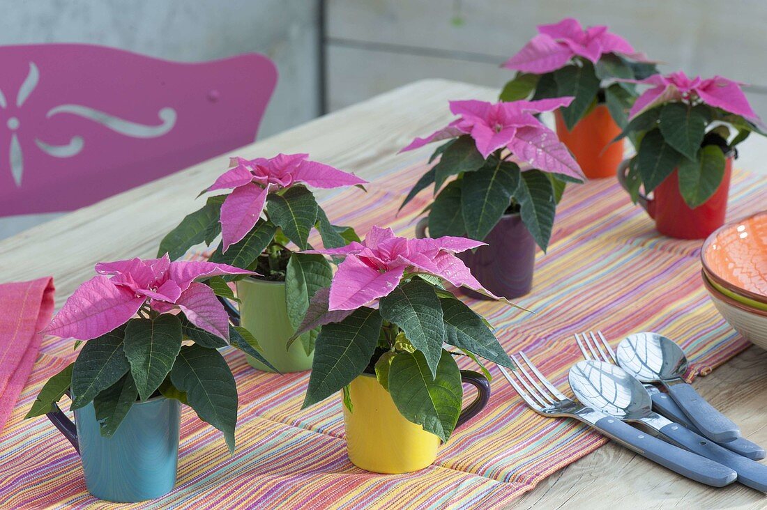 Euphorbia pulcherrima ‘Princettia Hot Pink’ (Weihnachtssterne)