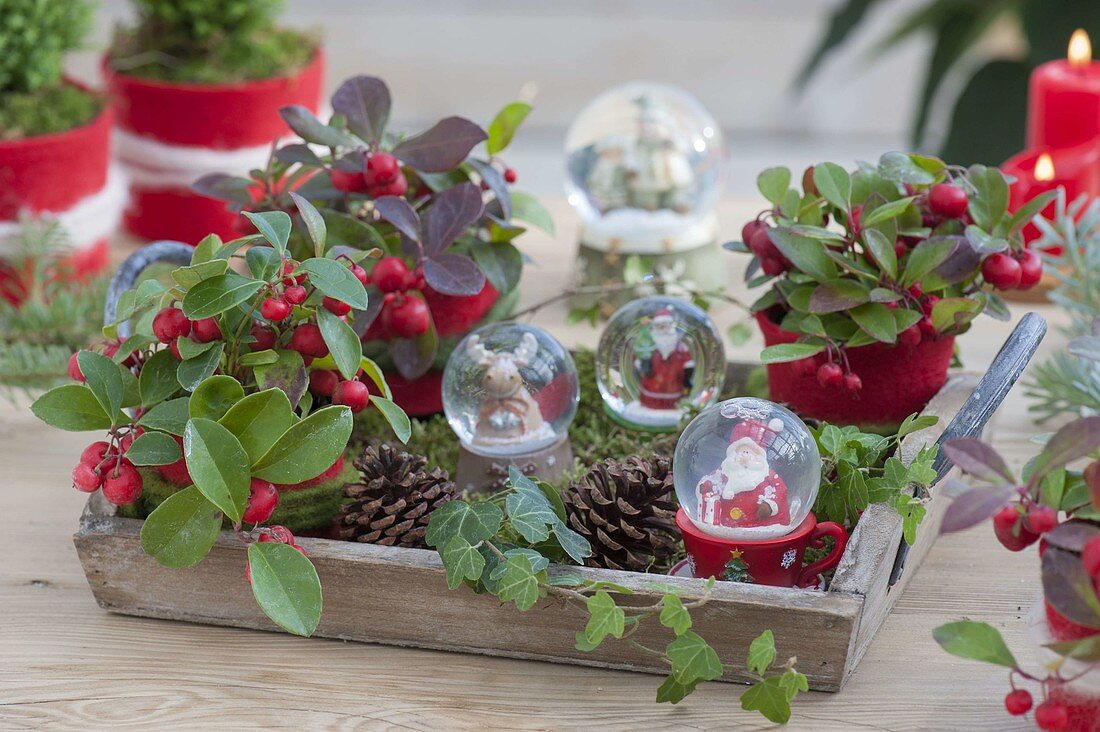 Holz-Tablett mit Gaultheria procumbens (Scheinbeeren), Schneekugeln