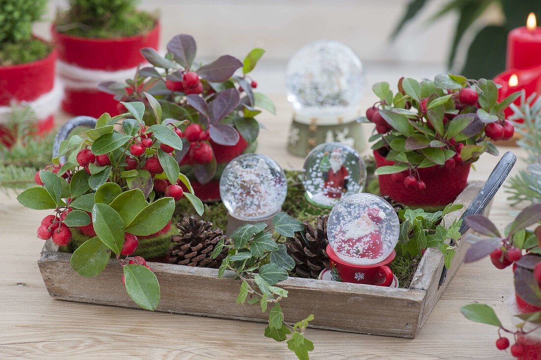 Wooden tray with Gaultheria procumbens, snow globes