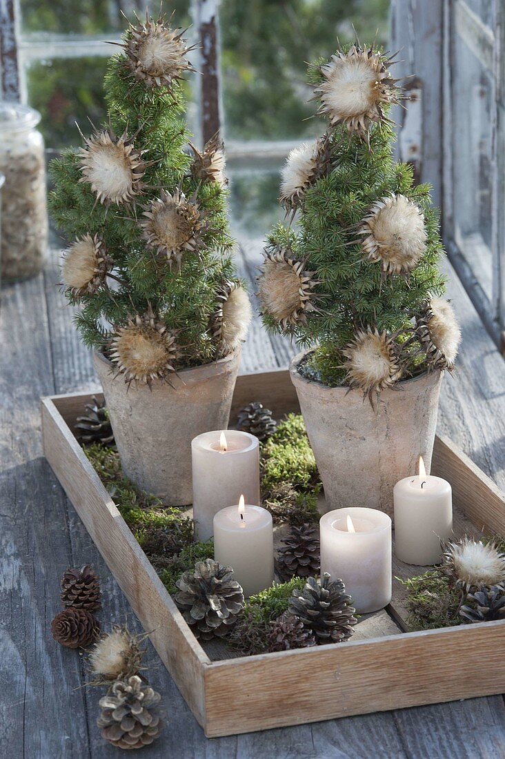 Picea glauca 'Conica' (Zuckerhutfichten) weihnachtlich dekoriert