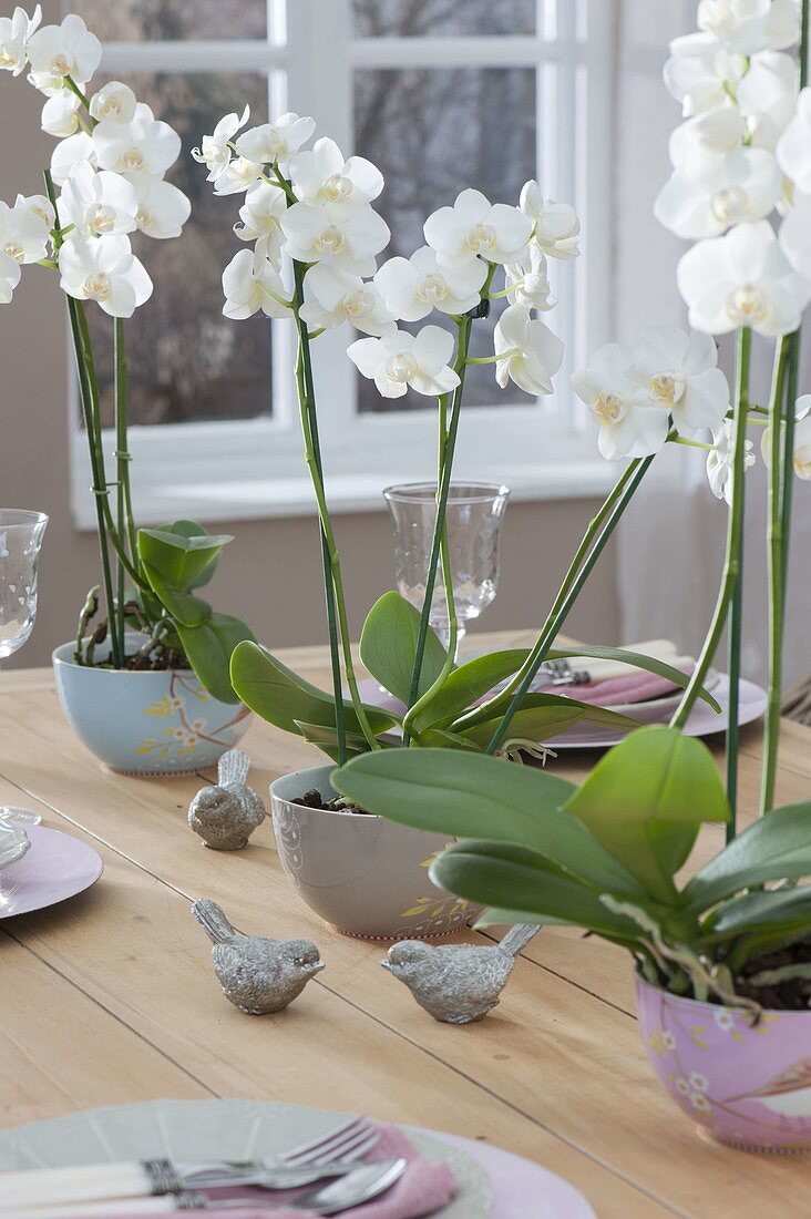 Table decoration with phalaenopsis