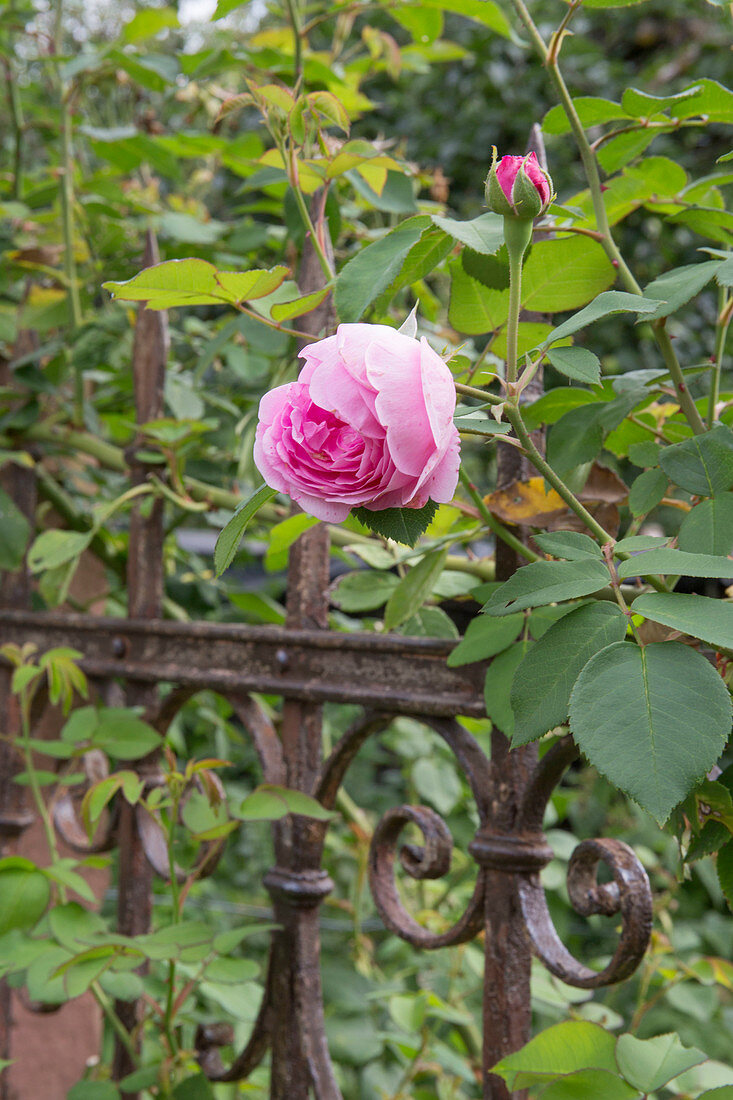 Rosa 'Gertrude Jekyll' (englische Rose), duftend, robust, oefterbluehend am alten Eisenzaun