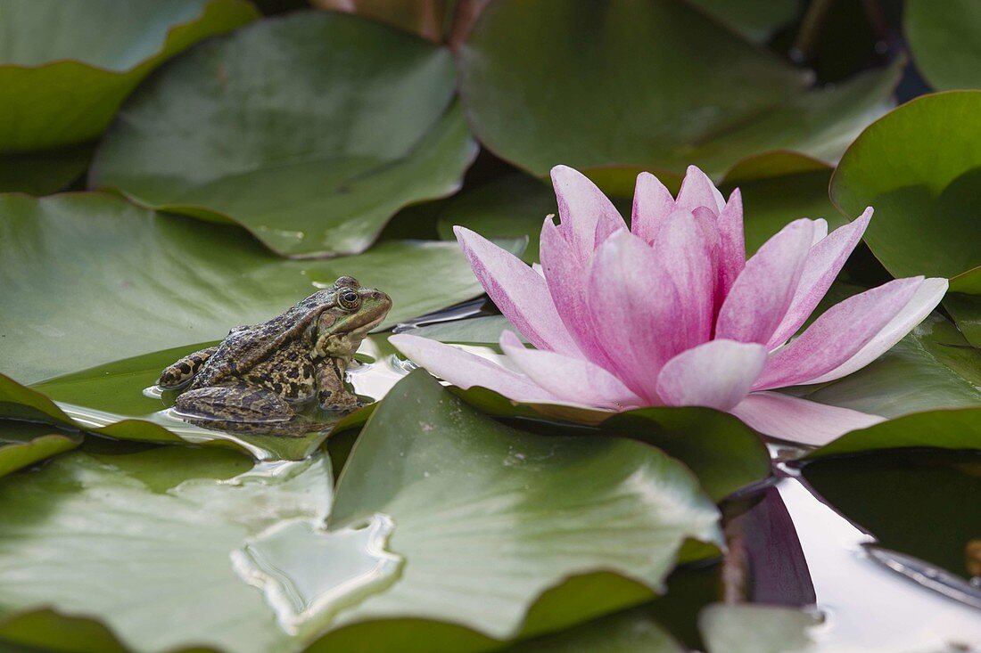 Pond frog on leaf of Nymphaea