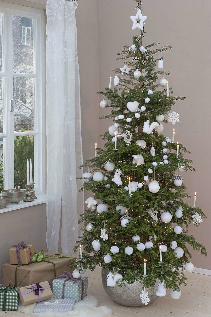 Living abies koreana (Korean fir) as a christmas tree