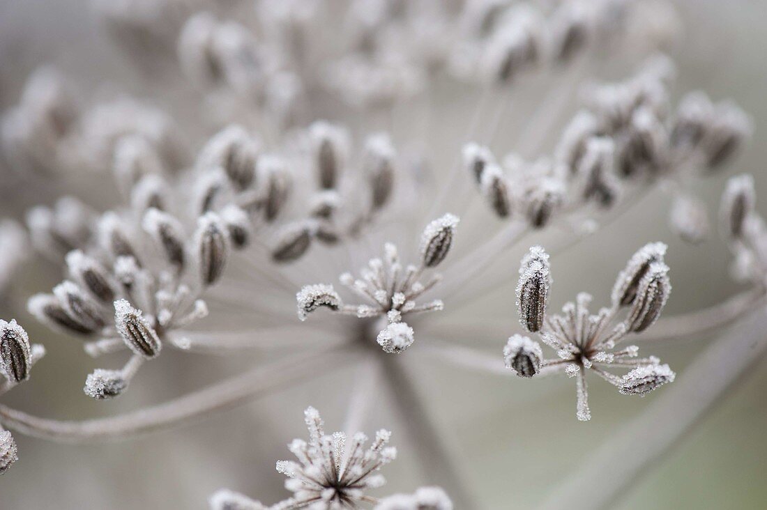 Frozen seeds of fennel