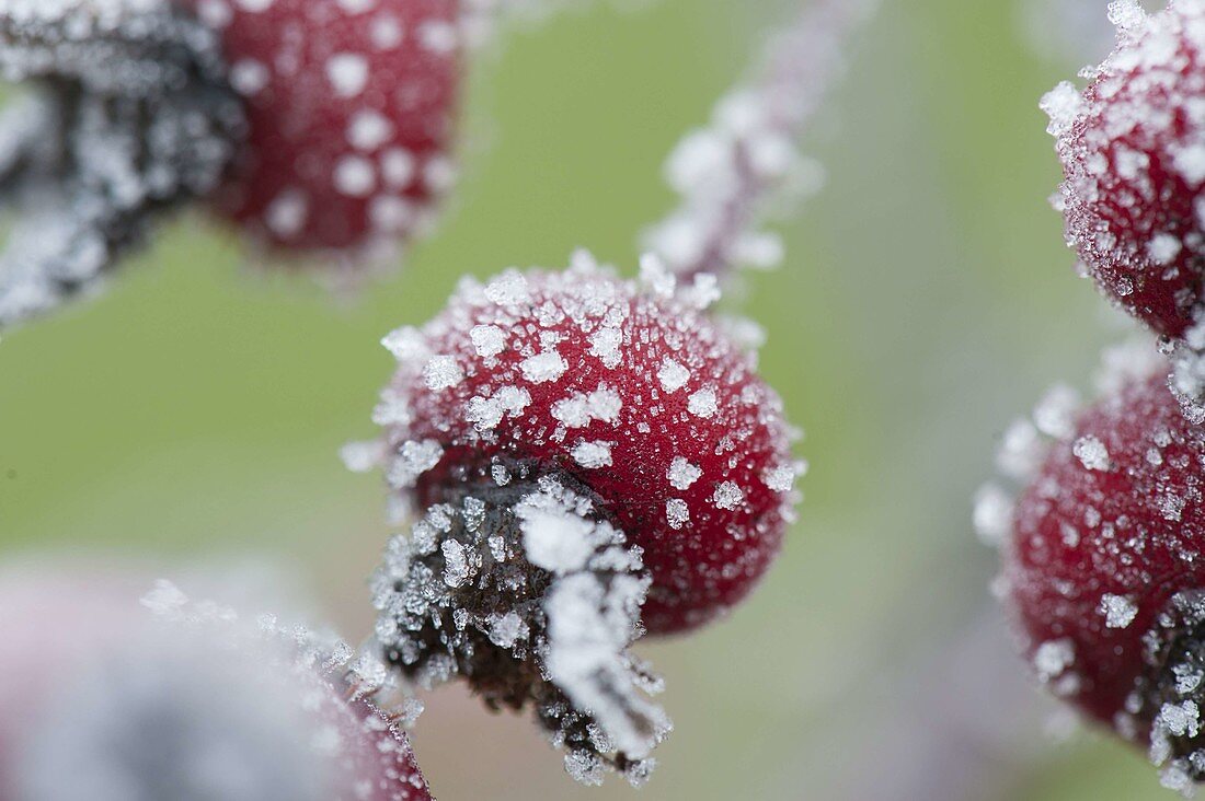 Gefrorene Hagebutten (Rosa)