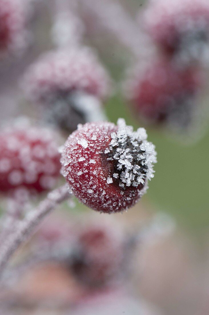 Gefrorene Hagebutten (Rosa)