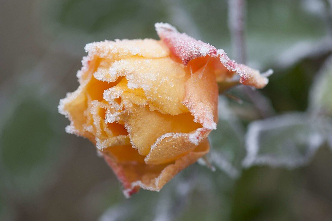 Roseblossom with rime border, pink 'Tequila' (rose) with frost