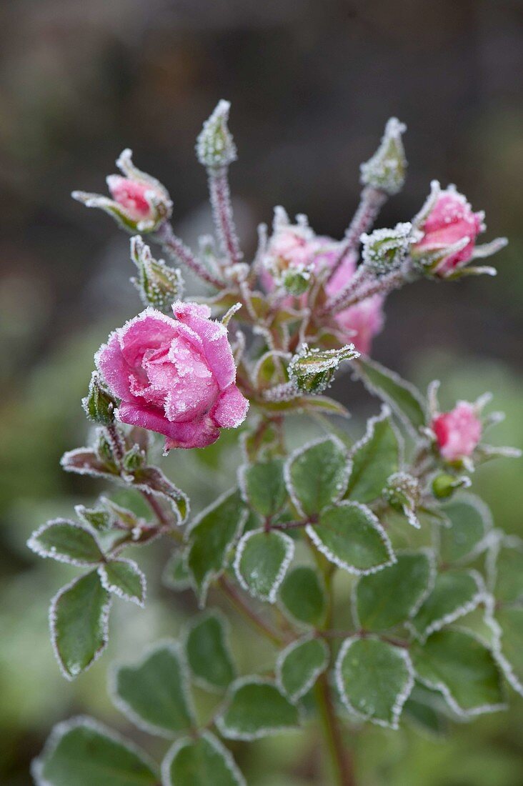 Rosenblueten und Blätter mit Rauhreifrand - Rosa (Rose) mit Frost
