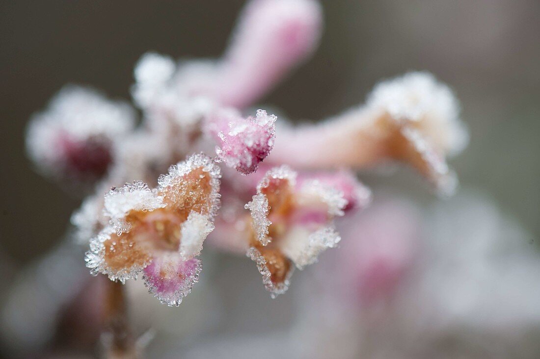 Frozen Viburnum bodnantense (Scented Snowball) flowers