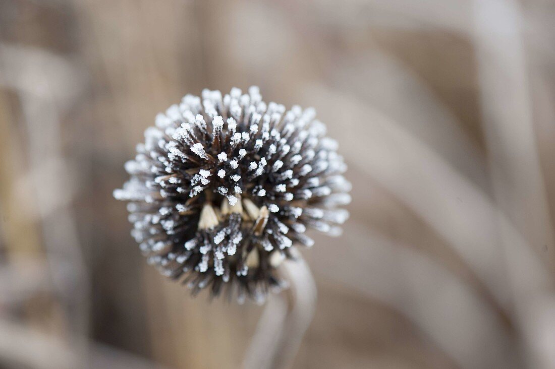 Frozen Seed of Echinacea (Coneflower)