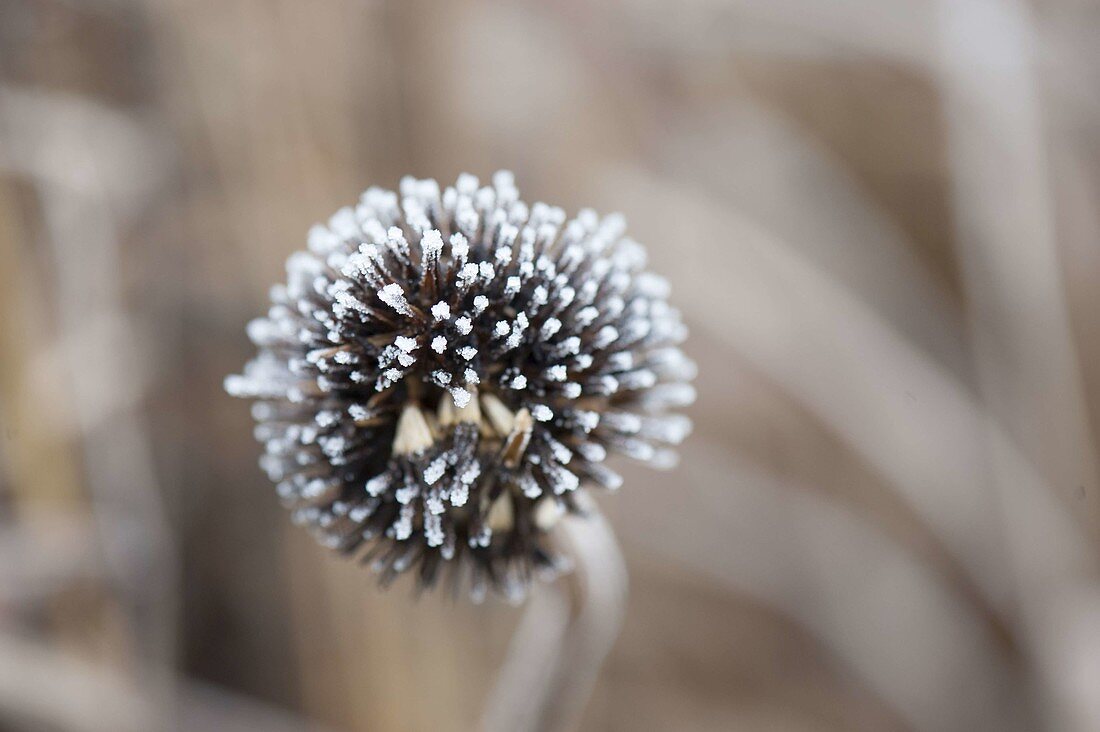 Gefrorener Samenstand von Echinacea (Sonnenhut)