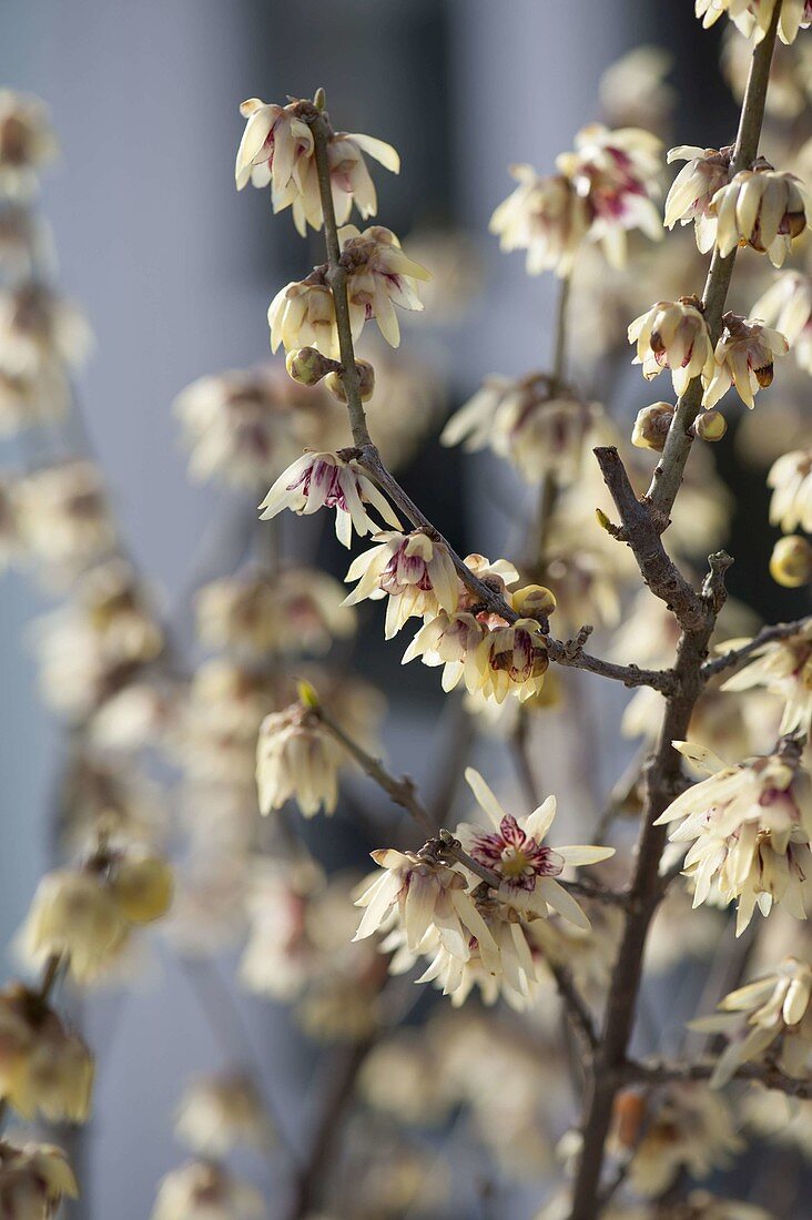 Chimonanthus praecox (winter flower), strongly scented winter flower