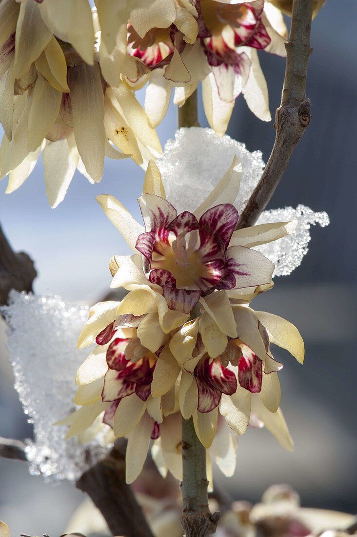 Chimonanthus praecox (winter flower), strongly scented winter flower