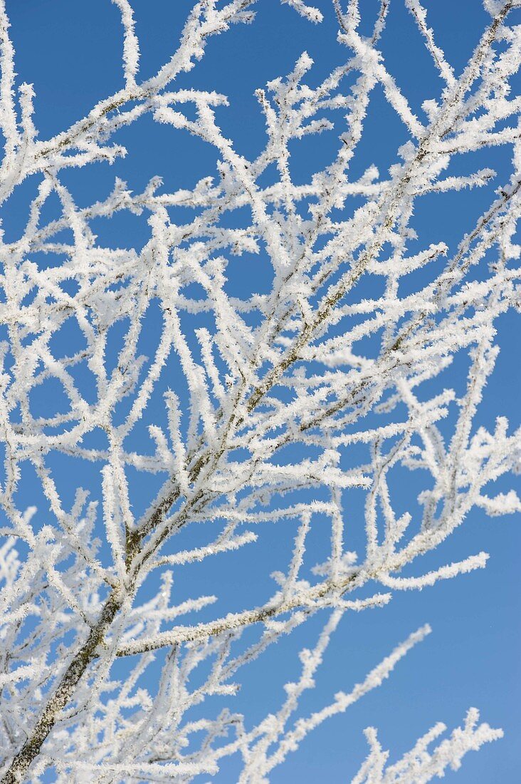 Thick rime-coated branches