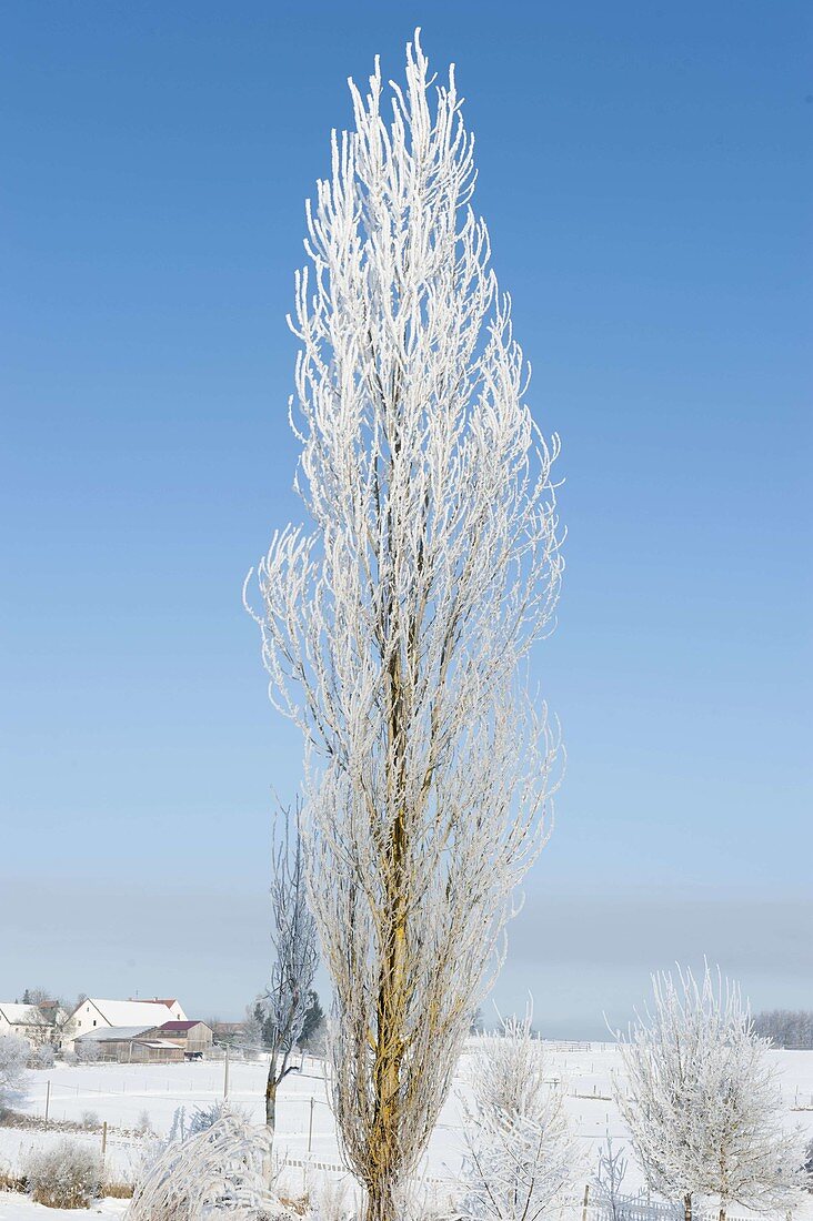 Saeulenbaum mit Rauhreif überzogen im verschneiten Garten
