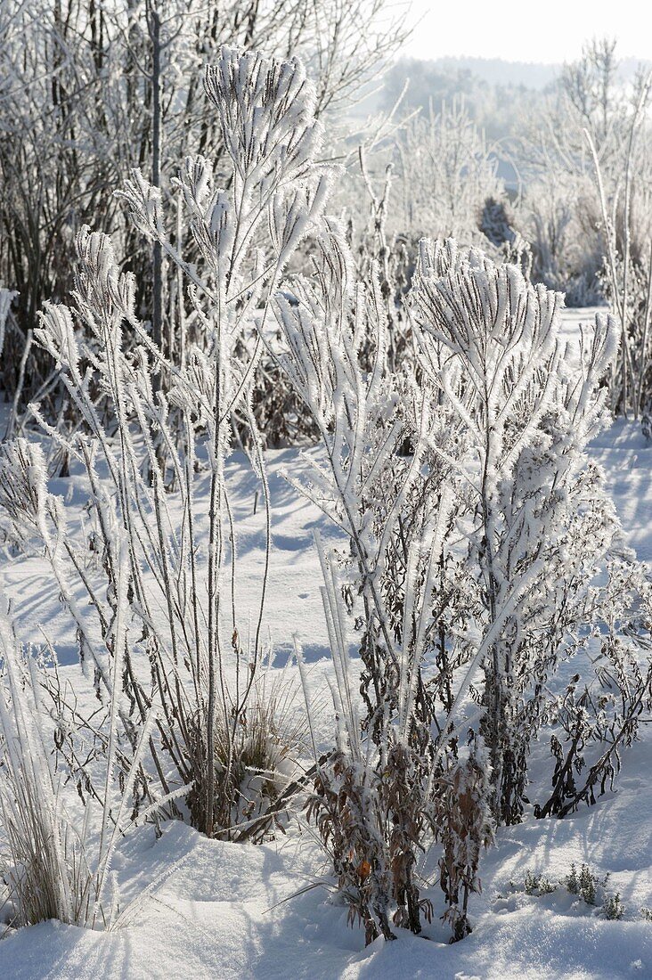 Frozen perennials covered with hoarfrost crystals in snowy garden