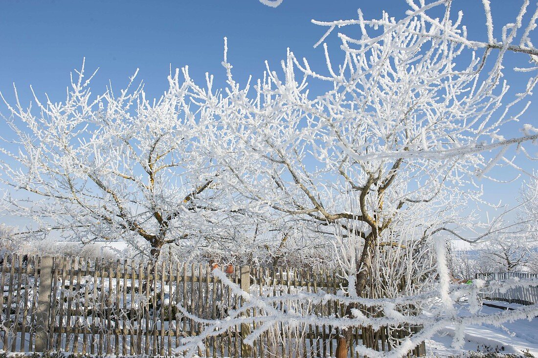 Thick rime-coated apple trees (Malus)