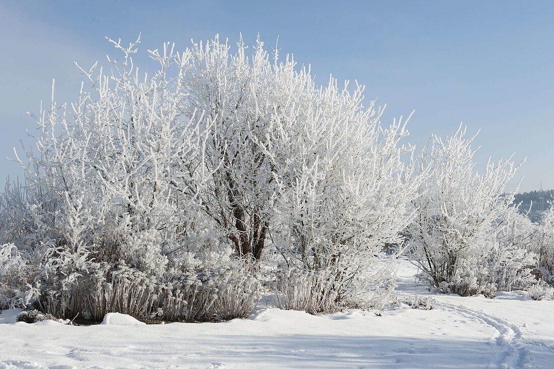 Snowy garden with shrubs and perennials covered in hoarfrost