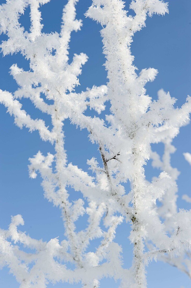Branches covered by fantastic hoarfrost crystals