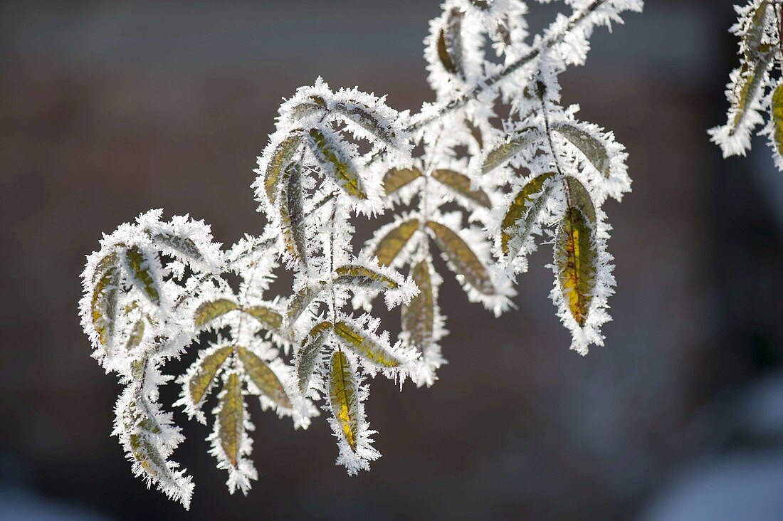 Frozen shoot with fantastic hoarfrost crystals around the leaf edges